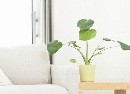 明亮的客廳擺放一盆綠色植物
